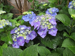 IMG_0511 IMG_0511