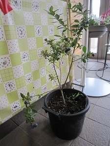 IMG_0111 IMG_0111