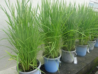 バケツ稲の様子 バケツ稲の様子