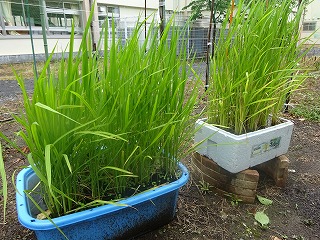 すくすく育った稲 すくすく育った稲