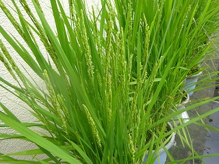 稲穂の様子
