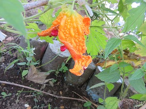 IMG_4377 IMG_4377