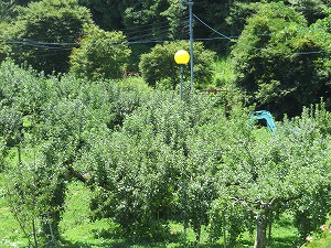 IMG_4421