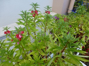 P1150050