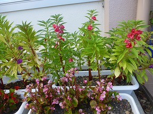 P1150052