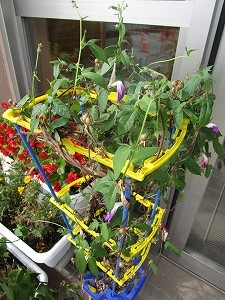 あさがお あさがお