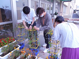 5年生の先生たちで朝顔の受粉の実験をしているところ