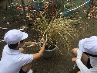 稲刈りをする様子