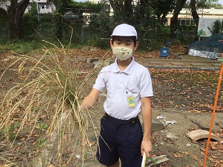 稲刈りを終え束ねた稲を持つ様子(1)