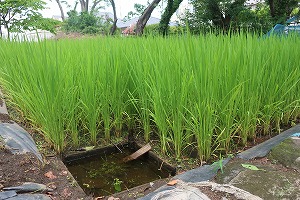 IMG_4994 IMG_4994