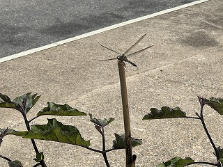 IMG-6732 IMG-6732