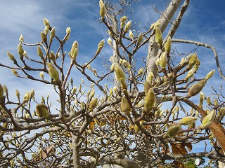 IMG_0019