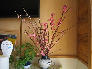 IMG_0260 IMG_0260