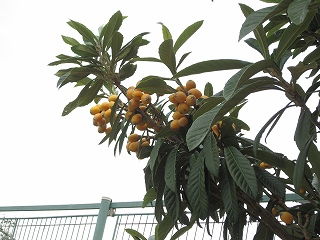 IMG_0087 IMG_0087
