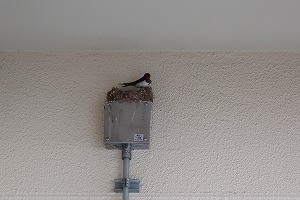 IMG_8807 IMG_8807