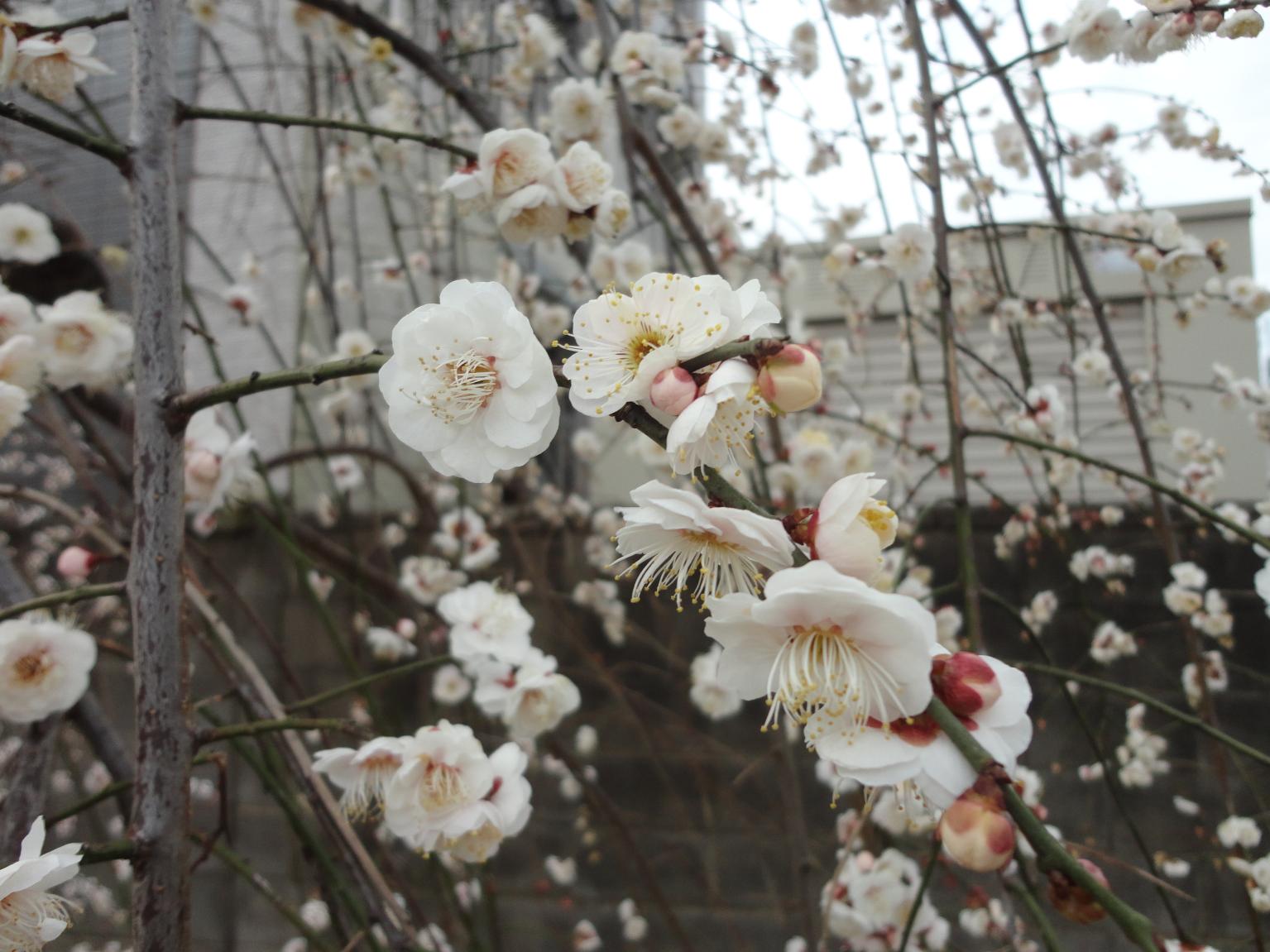 DSC00340 DSC00340