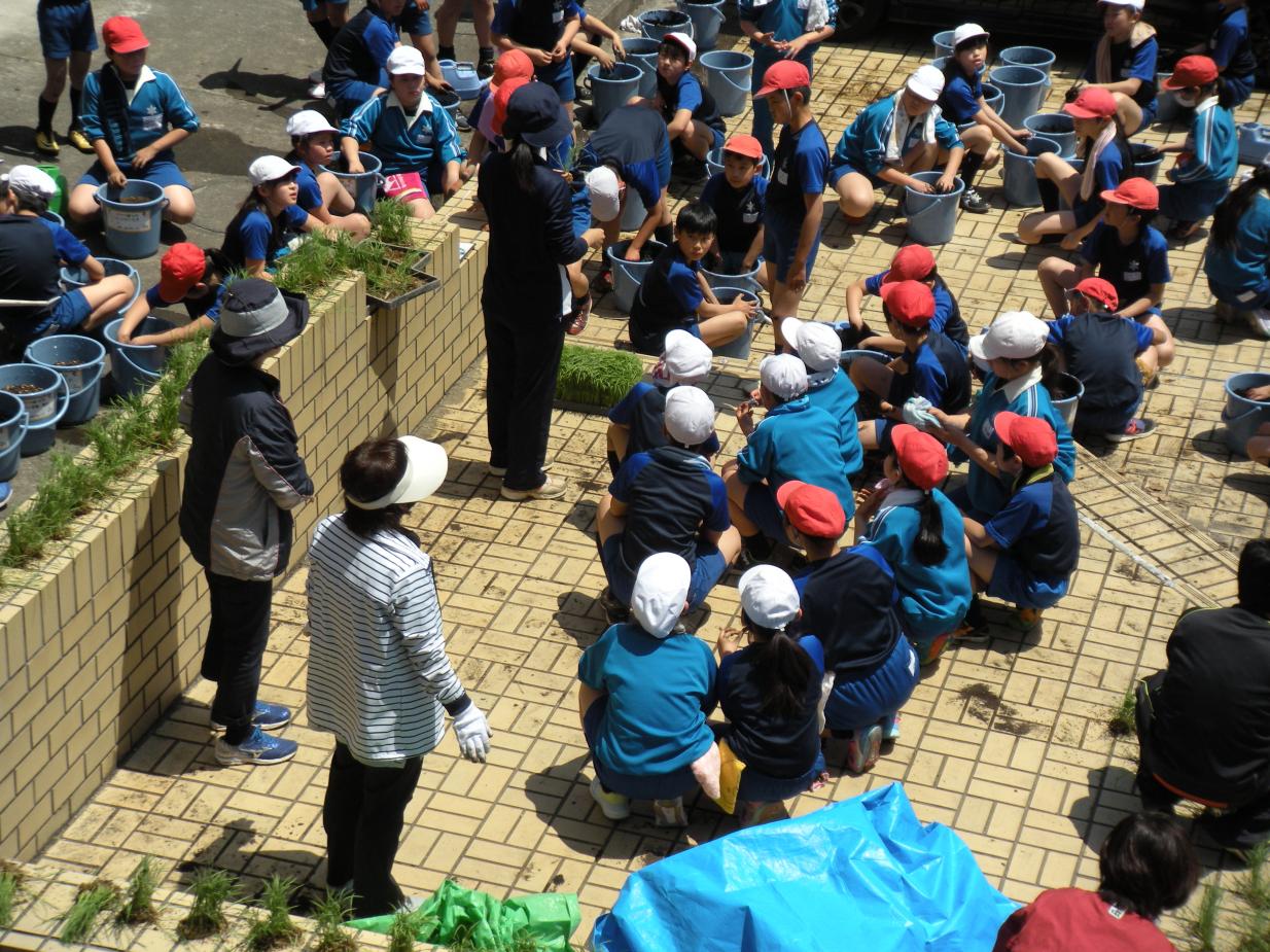 田植え