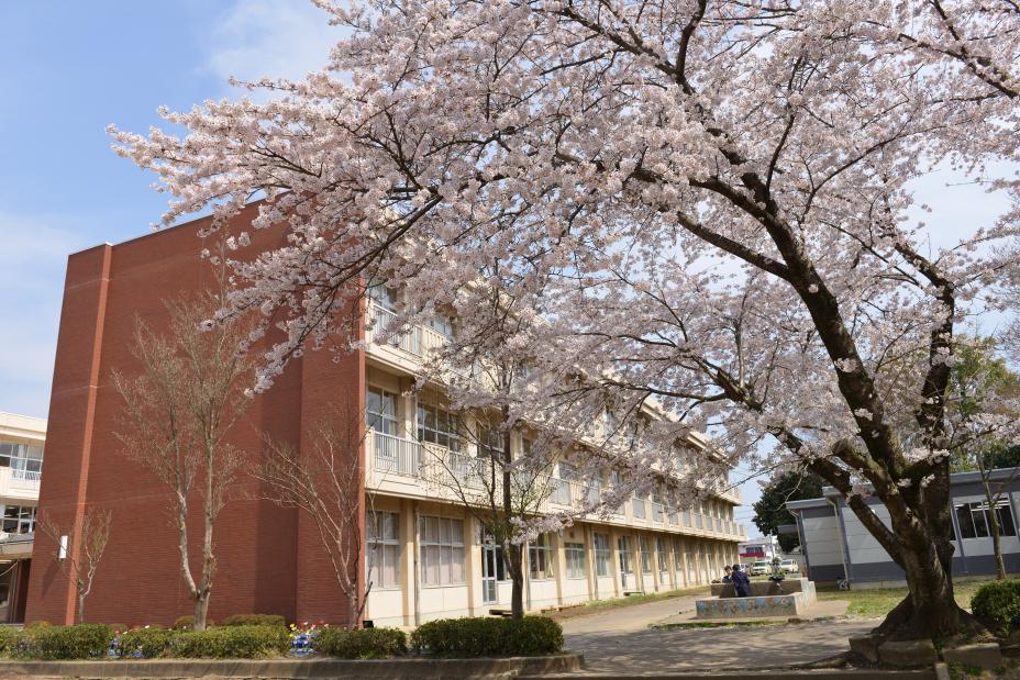 校舎と桜
