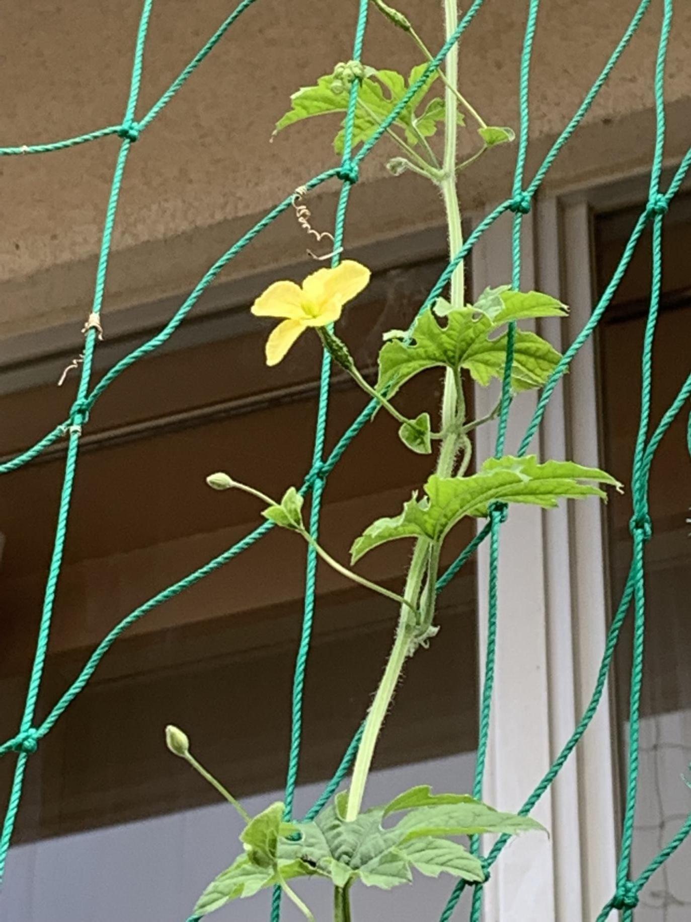めばな めばな