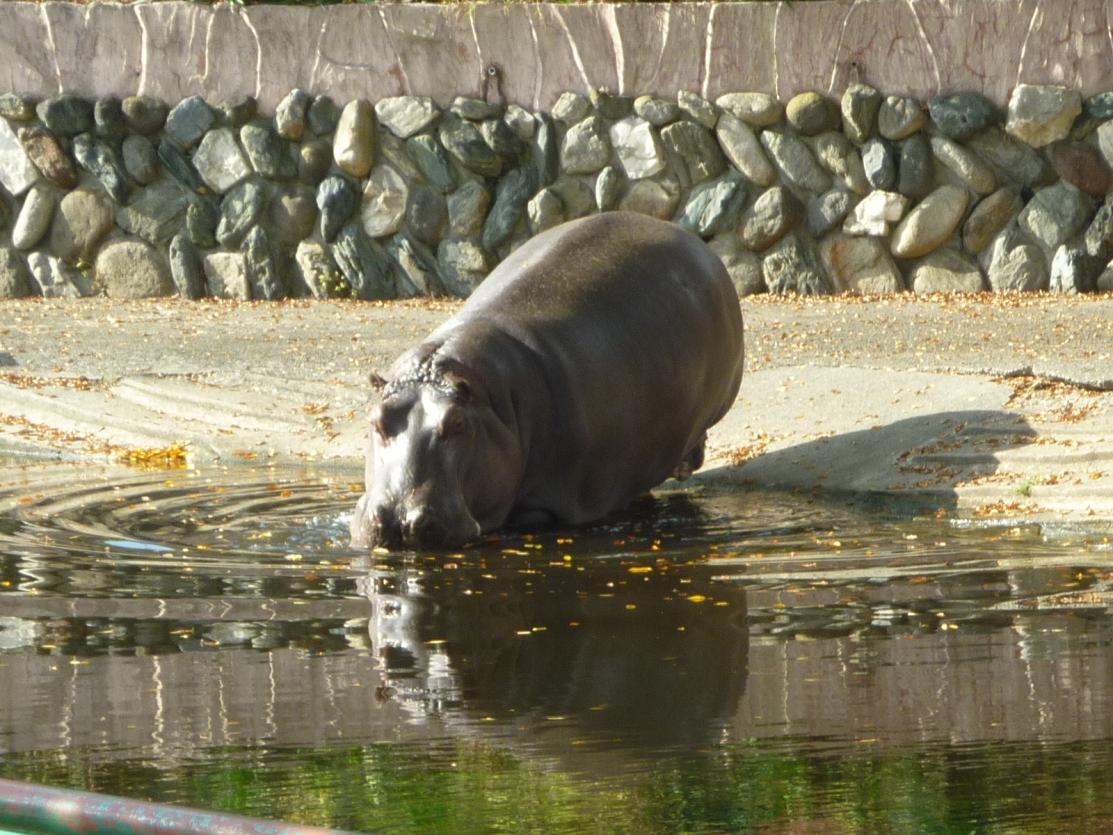 遠足 遠足