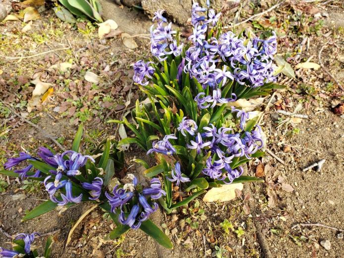 紫花 紫花