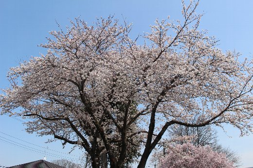さくら