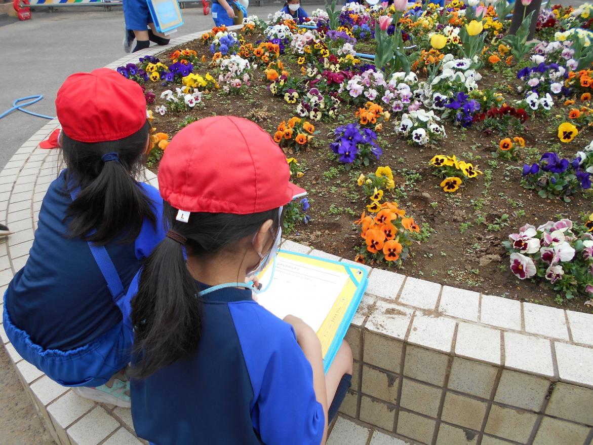 お花の観察 お花の観察