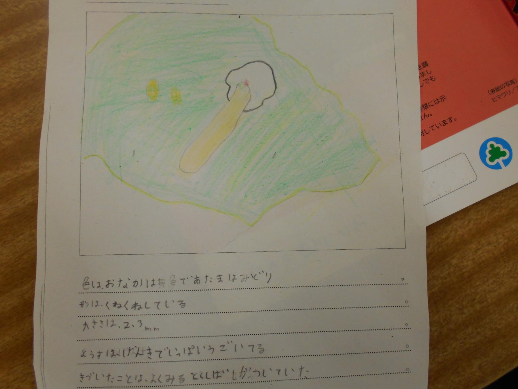 観察カード