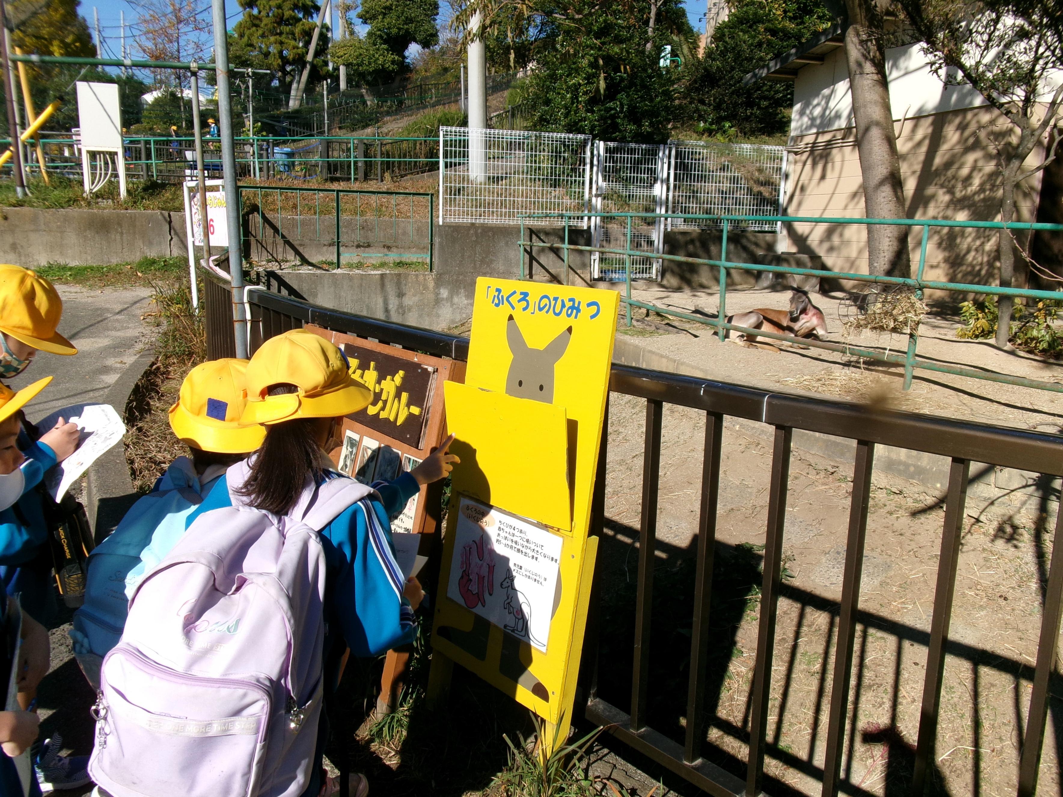 カンガルーの秘密 カンガルーの秘密